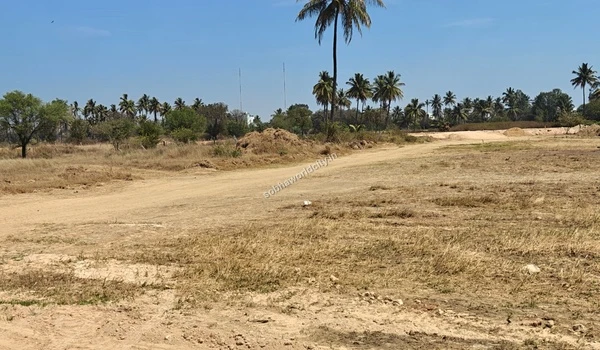 Dirt road traversing the dry, cleared ground with a single prominent palm tree in the distance at Sobha World City