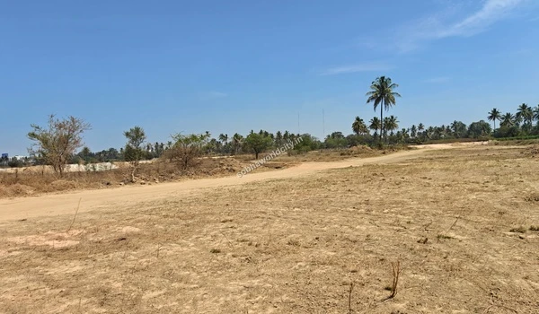 Dirt road crossing through the leveled ground with tall palm trees lining the right boundary of Sobha World City