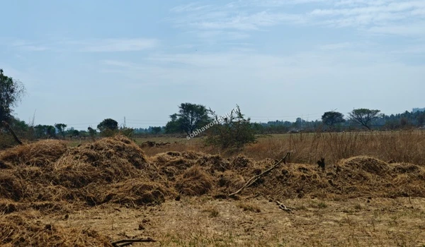 Three people walking on the dirt path near palm trees at Sobha World City